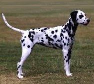 dalmata.jpg