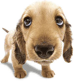 dog2.gif