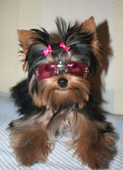 yorkshire-terrier_845229869.jpg